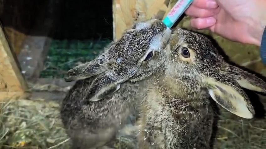 Mlaskání a vrnění při krmení. Záchranná stanice v Bartošovicích je plná jarních mláďat